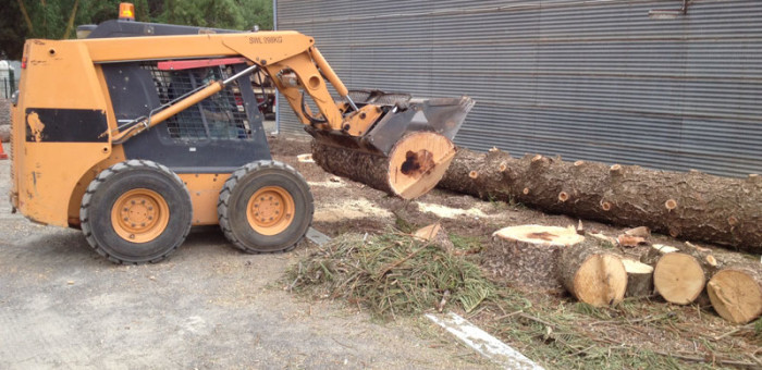 tree-and-stump-removal-requires