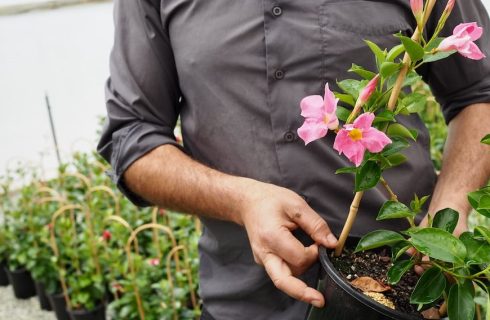 The Many Benefits of Having Plant Nurseries