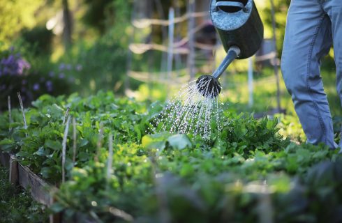 Gardening 101: Everything You Need to Know to Get Started with Planting and Gardening